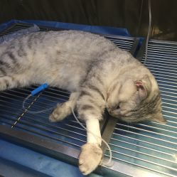 猫狗医院电话, 地址, 价格, 营业时间 宠物 盐城宠物